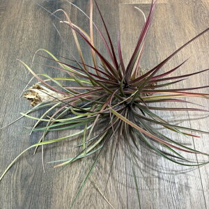 (i) `WA Js^[^ '}[' (No.21512) (GA[vc eBWA ϗtA  Ǌ| CeA ~j ^ ݂艺  capitata 'Maroon')