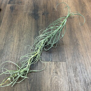 (i) `WA AU WCAg (No.21506) (GA[vc eBWA ϗtA  Ǌ| CeA ~j ^ ^ ݂艺  arhiza giant)