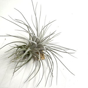 (i) `WA `yEGVX (No.21898) (GA[vc eBWA ϗtA  Ǌ| CeA ~j ^ ݂艺  chapeuensis)