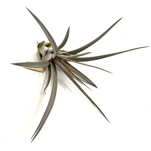 (i) `WA 'fB~bgY ^g' (No.22049) (GA[vc eBWA ϗtA  Ǌ| CeA ~j ^ ^ ݂艺  V[ × RR[ RJ[ hyb