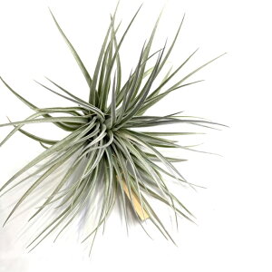 (���i) �`�����W�A '�R�b�g���L�����f�B' �o���G�K�[�^ (No.22364) (�G�A�[�v�����c �e�B�����W�A �ϗt�A�� ������� �Ǌ|�� �C���e���A �~�j ���^ �݂艺�� ���� �q���[�X�g�� Houston Cotton Candy var