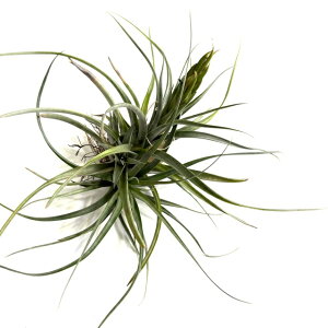 (i) `WA ARX^G (No.21467) (GA[vc eBWA ϗtA  Ǌ| CeA ~j ^ ^ ݂艺  acostae)