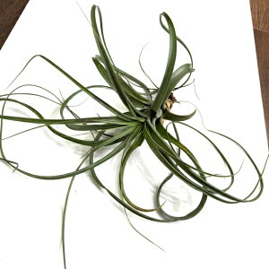 (i) `WA xGVX (No.21698) (GA[vc eBWA ϗtA  Ǌ| CeA ~j ^ ^ ݂艺  belloensis)