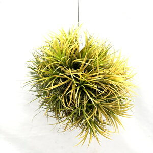 (i) `WA CIi^ 'hCh' (No.22365) (GA[vc eBWA ϗtA  Ǌ| CeA ~j ^ ݂艺   ionantha 'Druid' Arm)