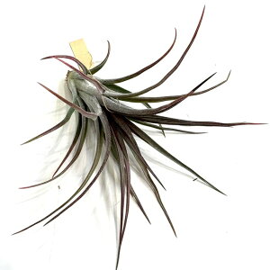 (���i) �`�����W�A '�p�`���� ���b�h�t�F�j�b�N�X' (No.22183) (�G�A�[�v�����c �e�B�����W�A �ϗt�A�� ������� �Ǌ|�� �C���e���A �~�j ���^ ��^ �J�s�^�[�^ ���W�� × �C�I�i���^ ���L�V�R 'Pac