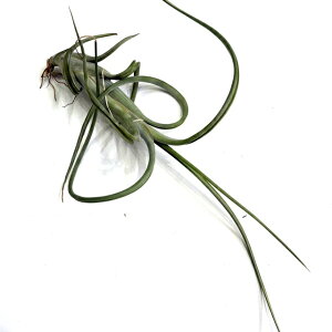 (���i) �`�����W�A �C���^�[���f�B�A '�W���C�A���g' (No.22082) (�G�A�[�v�����c �e�B�����W�A �ϗt�A�� ������� �Ǌ|�� �C���e���A �~�j ���^ �݂艺�� ���� Intermedia 'Giant')