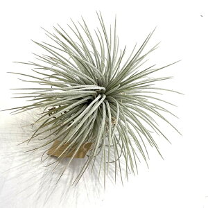 (���i) �`�����W�A �t�b�N�V�[ SP (No.22173) (�G�A�[�v�����c �e�B�����W�A �ϗt�A�� ������� �Ǌ|�� �C���e���A �~�j ���^ �݂艺�� ���� fuchsii sp ���ז��܂� �A���Q���e�B�A? argentea?)