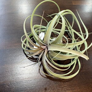 (���i) �`�����W�A '�n�C�W�O�[�c' (No.22395) (�G�A�[�v�����c �e�B�����W�A �ϗt�A�� ������� �Ǌ|�� �C���e���A �~�j ���^ �݂艺�� ���� �G�N�Z���^ x �X�g���v�g�t�B�� 'Hedi Gulz' exserta × strep