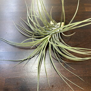 (���i) �`�����W�A '�I�b�h�{�[��' (No.22401) (�G�A�[�v�����c �e�B�����W�A �ϗt�A�� �Ǌ|�� �~�j ���^ ��^ �݂艺�� ���� �G�N�Z���^ x �x���e�B�i Odd ball exserta × velutina)