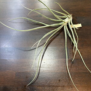 (���i) �`�����W�A (�G�N�Z���^ × �u���{�[�T �z���C�g�t�H�[��) (No.22402) (�G�A�[�v�����c �e�B�����W�A �ϗt�A�� �Ǌ|�� �~�j ���^ ��^ �݂艺�� ���� exserta × bulbosa white form)