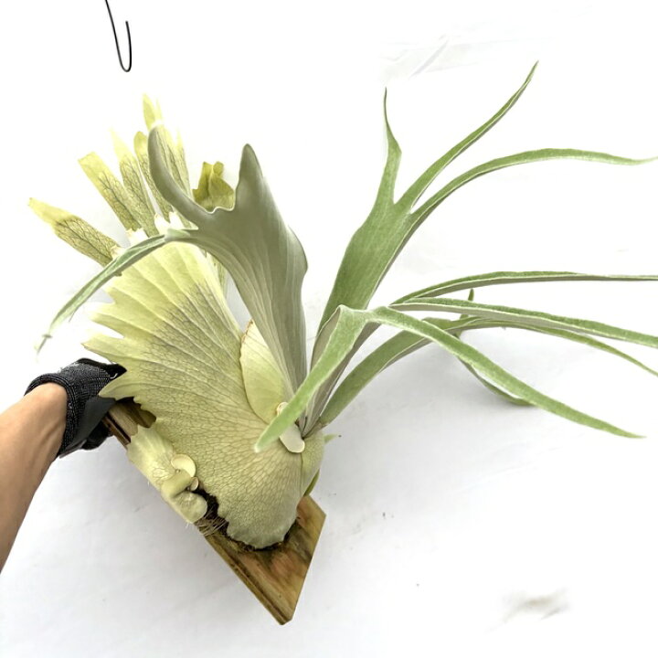 楽天市場】(現品) ビカクシダ 