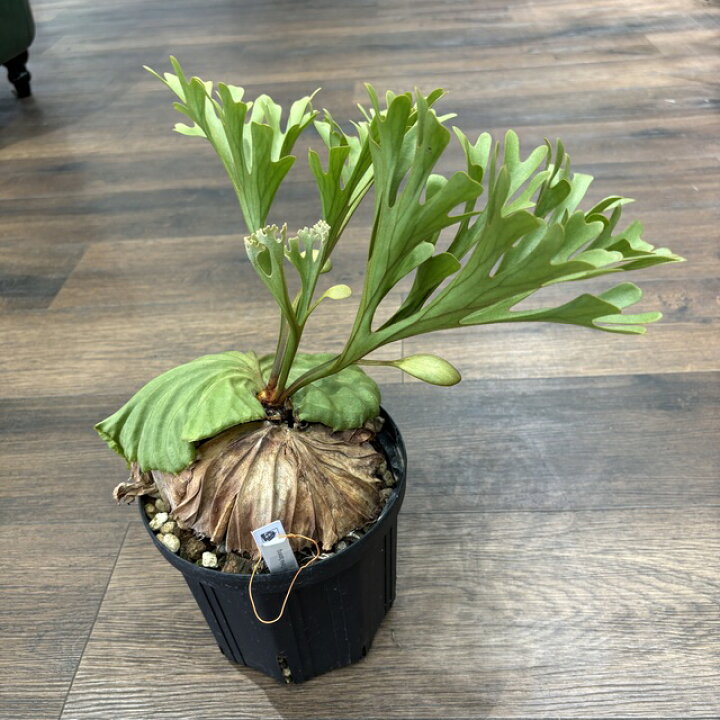 楽天市場】(現品) ビカクシダ リドレイ 細葉 6号鉢 (No.41133 
