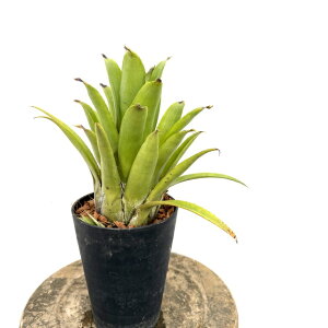 (���i) �G�N���A �I�[�����f�B�A�i ssp. �x���C ? (No.62450) (�ϗt�A�� ������� �Ǌ|�� �C���e���A �~�j ���^ ��^ �݂艺�� ���� �^���N�u�������A Aechmea orlandiana ssp. belloi ? ���ז��̂܂�)