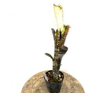 (���i) �r���x���M�A '�~�b�h�i�C�g �T��' (No.62263) (�ϗt�A�� ������� �Ǌ|�� �C���e���A �~�j ���^ ��^ �݂艺�� ���� �^���N�u�������A Billbergia 'Midnight Sun')