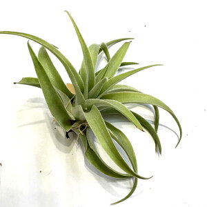 (���i) �`�����W�A �J�N�e�B�R�� �A���o (No.21235) (�G�A�[�v�����c �e�B�����W�A �ϗt�A�� ������� �Ǌ|�� �C���e���A �~�j ���^ �݂艺�� ���� cacticola 'Alba' ����)