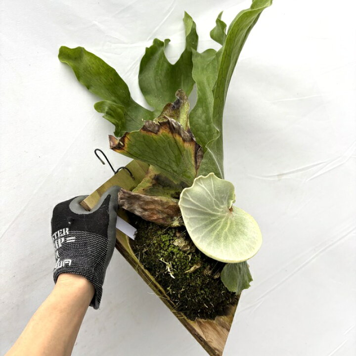 楽天市場】(現品) ビカクシダ スパーバム (No.40985) (コウモリラン 
