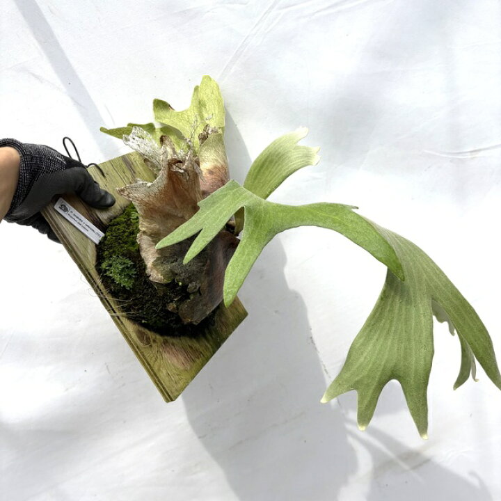 楽天市場】(現品) ビカクシダ (ワリチー × ウィリンキー) (TC) (No 