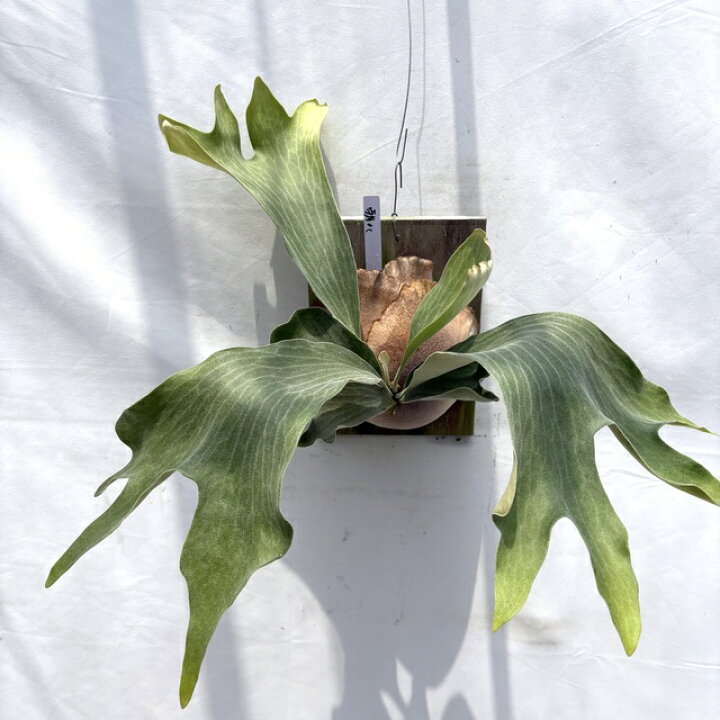 ビカクシダ 雷神 ビカクシダ ヒリーライジン 雷神 P hillii Raijin 