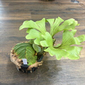 観葉植物 ビカクシダ リドレイ」の人気商品一覧・価格比較 - 価格.com