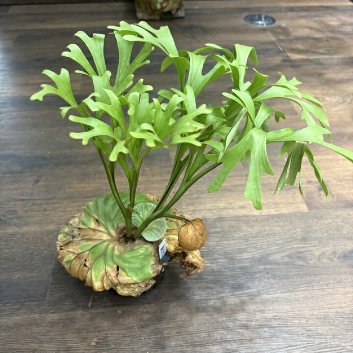 楽天市場】(現品) ビカクシダ リドレイ 細葉 (No.41133) (コウモリラン 
