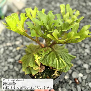 (���i) �r�J�N�V�_ ���h���C �h���[�t (No.41273) (�R�E�������� �ϗt�A�� ������� �C���e���A �݂艺�� �Ǌ|�� �~�j ���^ ���� ���h���[ Platycerium ridleyi dwarf)