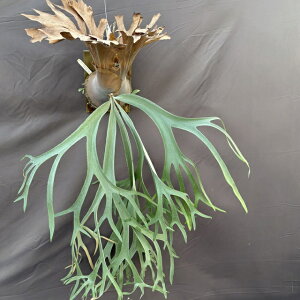 (���i) �r�J�N�V�_ �E�B�����L�[ mix spore (cv.Siam , Silvery dwarf) (No.41149) (�R�E�������� �ϗt�A�� ������� �C���e���A �݂艺�� �Ǌ|�� �~�j ���^ ��^ ���� Platycerium willinckii �V�A�� �V���� �V���x