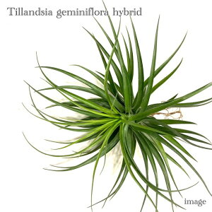 `WA Q~jt[ z (GA[vc eBWA ϗtA  Ǌ| CeA ~j ^ ݂艺  WF~jt[ geminiflora hybrid)