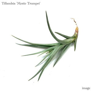 `WA '~XeBbNgybg' (GA[vc eBWA ϗtA  Ǌ| CeA ~j ^ ݂艺  AxeBAi × NVtBICfX 'Mystic Trumpet' hyb