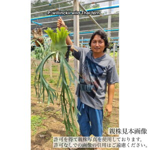 (i) rJNV_ EBL[ Ch ^Ct@[ spore (pup) (No.40744) (RE ϗtA  CeA ݂艺 Ǌ| ~j ^ ^  Platycerium willinckii wild Thai Fern spore)