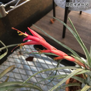 (i) `WA pGVX (No.20948) (GA[vc eBWA ϗtA  Ǌ| CeA ~j ^ ݂艺  paraensis)