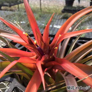 (i) `WA Js^[^ 'bh' (No.20312) (GA[vc eBWA ϗtA  Ǌ| CeA ~j ^ ݂艺  capitata 'Red')