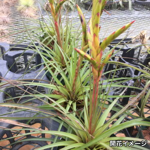 `WA NX^ K (GA[vc eBWA ϗtA  Ǌ| CeA ~j ^ ݂艺  crista-Galli)