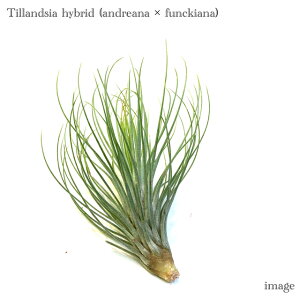 `WA z (AhAi × tLAi) (GA[vc eBWA ϗtA  Ǌ| CeA ~j ^ ݂艺  hybrid andreana × funckiana)