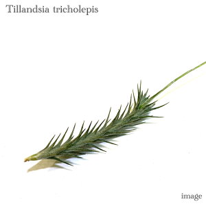 `WA gRsX (GA[vc eBWA ϗtA  Ǌ| CeA ~j ^ ݂艺  tricholepis)