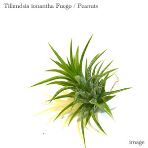 `WA CIi^ 'tGS/s[ibc' (GA[vc eBWA ϗtA  Ǌ| CeA ~j ^ ݂艺  ionantha 'fuego / peanuts')