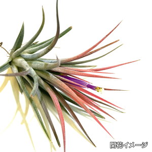 (i) `WA z(CIi^ × to_) (No.21347) (GA[vc eBWA ϗtA  Ǌ| CeA ~j ^ ݂艺  hybrid ionantha × floribunda)