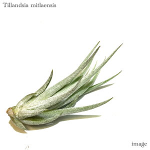 `WA ~gGVX (GA[vc eBWA ϗtA  Ǌ| CeA ~j ^ ݂艺  mitlaensis)