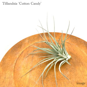 `WA 'RbgLfB' (GA[vc eBWA ϗtA  Ǌ| CeA ~j ^ ݂艺  z hybrid q[Xg Houston Cotton Candy)