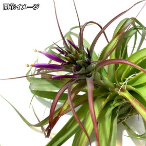 (i) `WA z(uLJEX 'ZN^' × XgvgtB) (No.21357) (GA[vc eBWA ϗtA  Ǌ| CeA ~j ^ ݂艺  hybrid brachycau