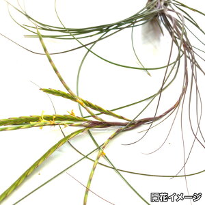 (i) `WA fBXeBJ '}LV}' (No.21265) (GA[vc eBWA ϗtA  Ǌ| CeA ~j ^ ݂艺  disticha 'Maxima')