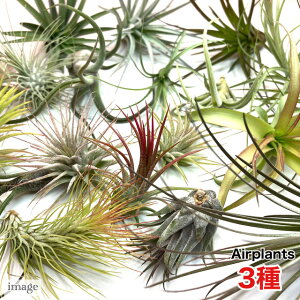 () GA[vc ܂ 3 Zbg (S҂ɂIXX! GAvc `WA eBWA ϗtA  Ǌ| CeA ~j ^ ݂艺  Tillandsia 