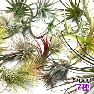 () GA[vc ܂ 7 Zbg (S҂ɂIXX! GAvc `WA eBWA ϗtA  Ǌ| CeA ~j ^ ݂艺  Tillandsia 