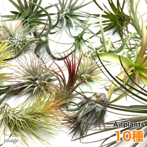 () GA[vc ܂ 10 Zbg (S҂ɂIXX! GAvc `WA eBWA ϗtA  Ǌ| CeA ~j ^ ݂艺  Tillandsia 
