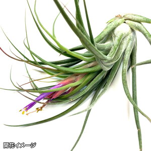 (i) `WA z(ZAi × VVigCfX) (No.21489) (GA[vc eBWA ϗtA  Ǌ| CeA ~j ^ ݂艺  hybrid seleriana × circinnatoides)