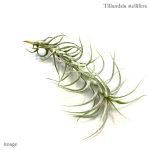 `WA XetF (GA[vc eBWA ϗtA  Ǌ| CeA ~j ^ ݂艺  stellifera)