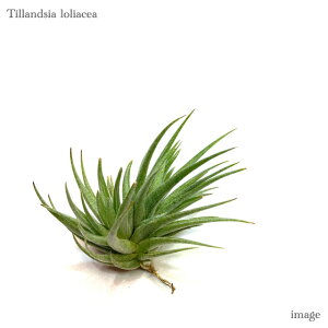 `WA AZA (GA[vc eBWA ϗtA  Ǌ| CeA ~j ^ ݂艺  loliacea)