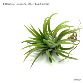 チランジア イオナンタ 'ブルーアイドドルイド' (エアープランツ ティランジア 観葉植物 おしゃれ 壁掛け インテリア ミニ 小型 吊り下げ 室内 ionantha 'Blue Eyed Druid')