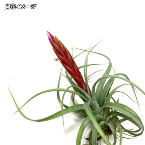 (i) `WA z (RR[ × XgvgtB) (No.21371) (GA[vc eBWA ϗtA  Ǌ| CeA ~j ^ ݂艺  hybrid concolor × streptophylla)