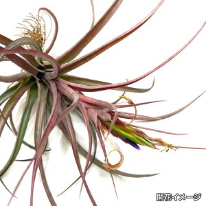 (i) `WA NcBAi (No.21452) (GA[vc eBWA ϗtA  Ǌ| CeA ~j ^ ݂艺  kuntziana)