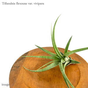 `WA tNXI[T BBp (GA[vc ϗtA  Ǌ| CeA ~j ^ ^ ݂艺 rrp flexuosa var. vivipara)